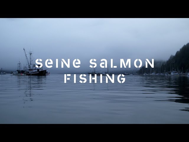 Salmon Seine Fishing: Discover the story of how salmon are harvested 
