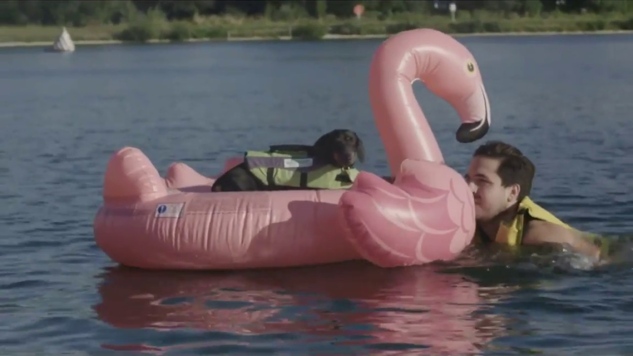 Dog Swimming Gala video to gif