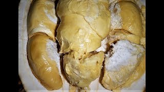 Durian Kumbo Karno  Terpahit 1 Bibit Legenda Kendal  Classy Durian