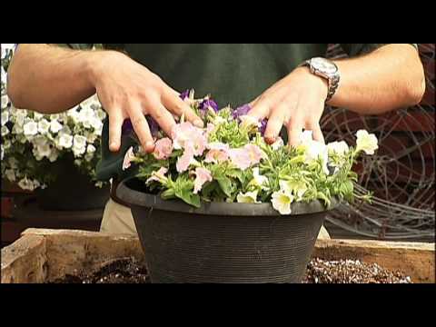 Video: Bucear Petunias: ¿es Necesario Bucear Una Planta? Buceo Correcto De Petunias Después De La Germinación En Casa