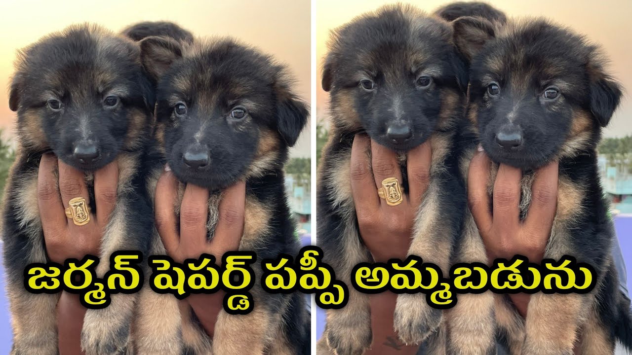 jermanshepherd puppy for sale in telugu / 8247226033 / dog market kadapa YouTube