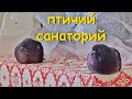 Как изменились птицы, которых мы недавно подобрали больными