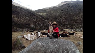 Yauyos Lima Perú - Vacas