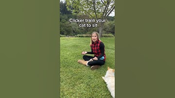 How to teach your cat to sit using a clicker 🐈 #travelcat #cattraining #clickertraining