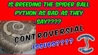 SHOULD WE BREED THE SPIDER BALL PYTHON | CONTROVERTIAL SUBJECT | DO or DON'T |