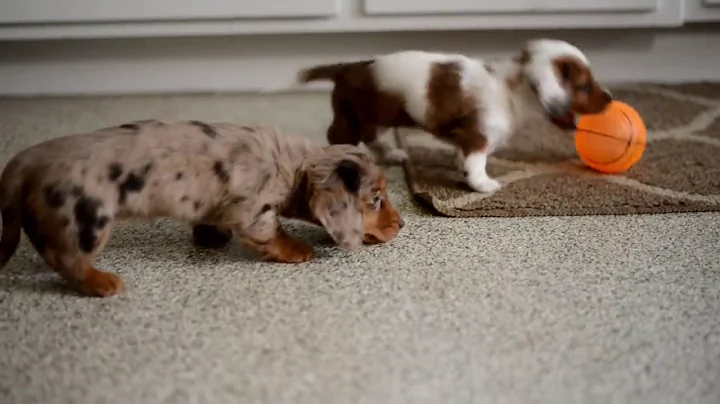 Atlee Raber's Dachshund Puppies