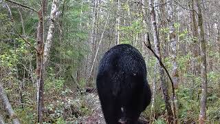 GardePro A3 Trail Camera video footage of Black Bear sniffing camera.