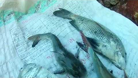 câu cá biển || chơi lớn câu cá hanh với cá rồ bằng mồi cá đối và kết quả bất ngờ