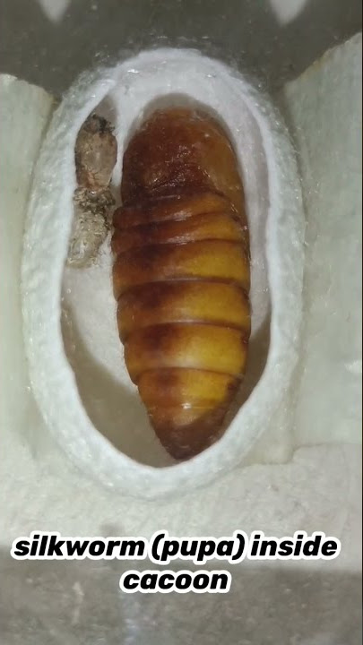 silkworm pupa inside cacoon  #shorts