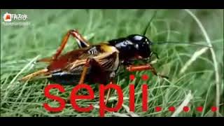 jangkrik bersuara = sepi