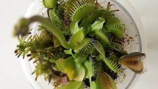 EATING MOSQUITO CARNIVOROUS PLANT.