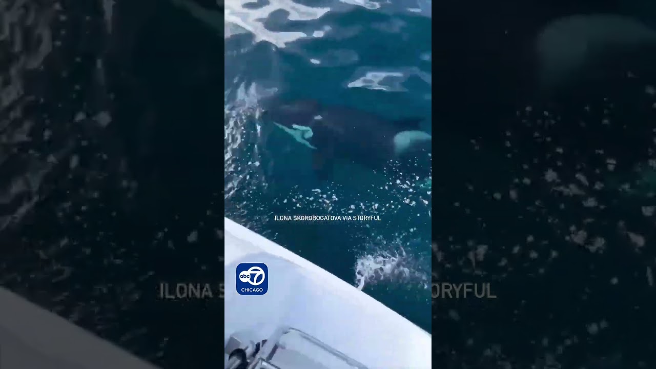 'Oh my God, it's huge': Orca attacks yacht near Gibraltar