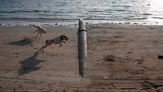 Sydney To Use K9 Odour Dogs To Sniff Out Sewer Leaks