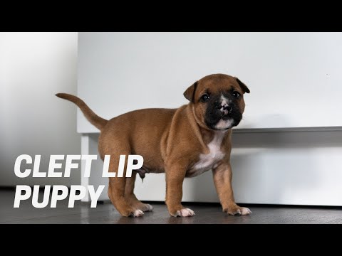Staffordshire Bull Terrier w/ Cleft Lip: Puppy to Adult