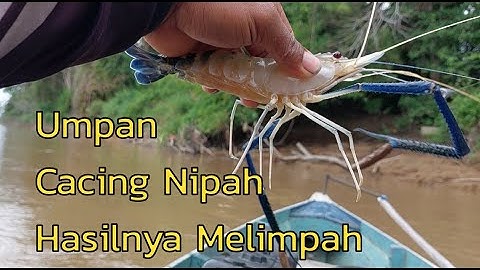 Spot bagus mancing Udang Galah // umpan cacing nipah Hasilnya melimpah
