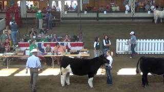 Iowa State Fair-Champion Maine-Anjou Steer Drive Sponsored by Goretska Show Steers