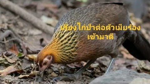 เสียงไก่ต่อตัวเมีย poj qaib seev nrhiav lau tuaj zoo heev#Hamlis#Hmoob K.P