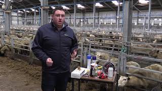 SheepNet solution: Preparation of a lambing inventory