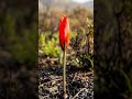 Timelapse - Fire Lily #flowers #nature #garden #relaxingmusic #plants