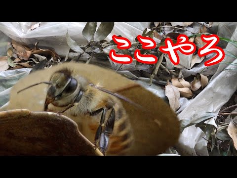ミツバチの給水所をDIYで5分！安全な水場の作り方