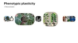 What Is Phenotypic Plasticity?