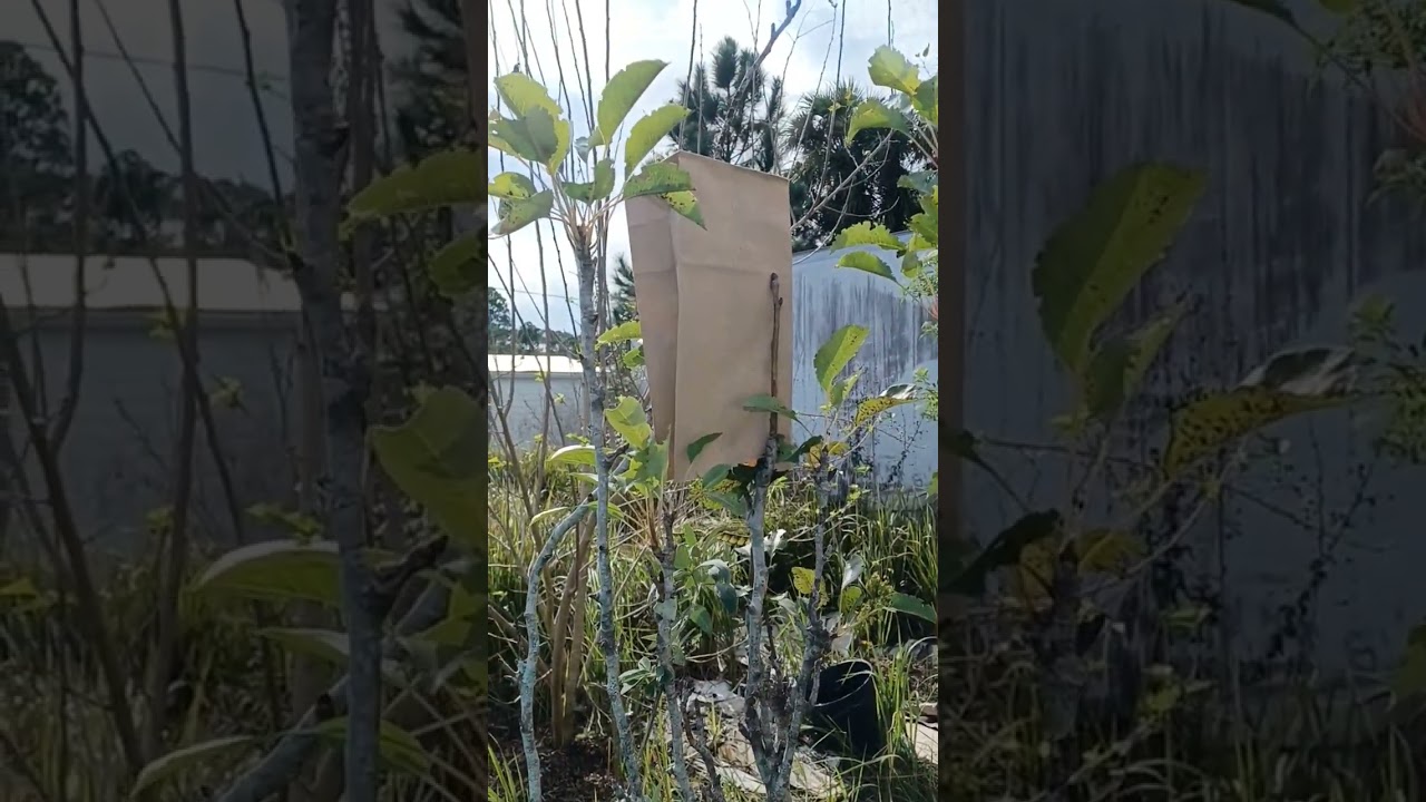 Florida freeze tip protect fruit from freeze