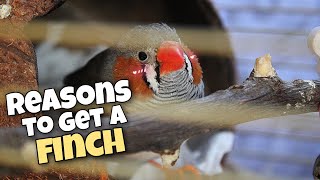 Reasons Why You Should Get a Zebra Finch