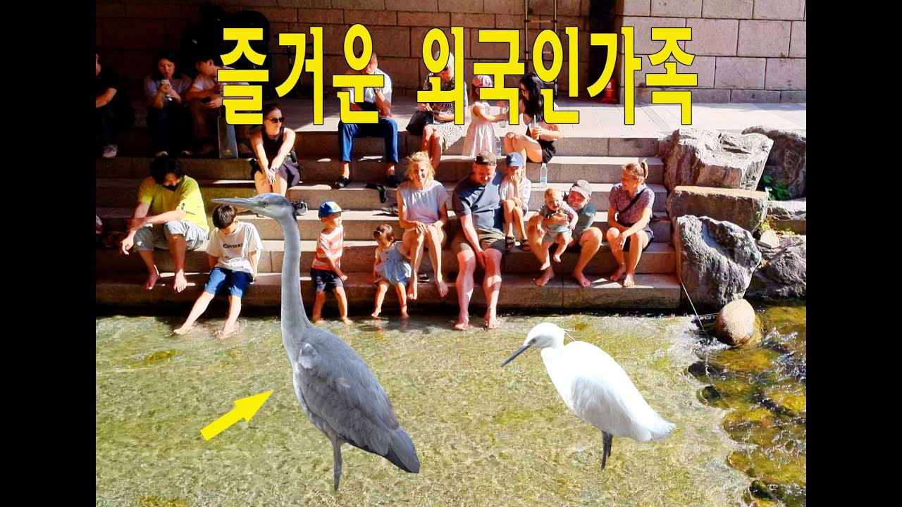관광온 외국인 가족들이 많아졌어요~  🦢🦆/ 고독한 백대리 / 바나나(킥),백 플라잉 백대리 / 즐거워하는 관광객들  #청계천 #travel #seoul #korea