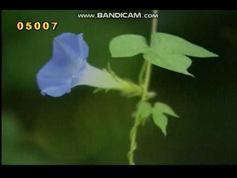 엘프(ELF) 소리꾼 SR-100 - 팡파레 1~8