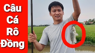Trở Về Tuổi Thơ Câu Cá Rô Đồng Về Chiên Giòn