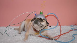 Pixel vs Pixel : Snapdragon & Storage screenshot 3