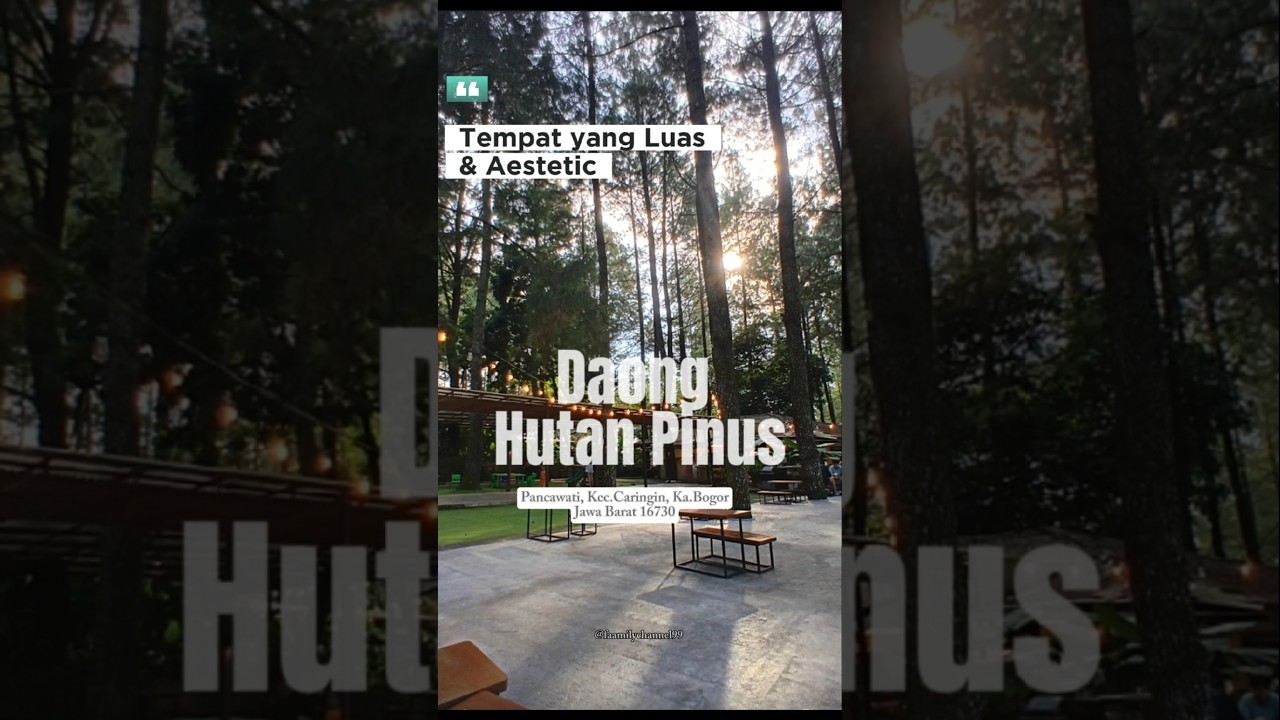 Daong Hutan Pinus |