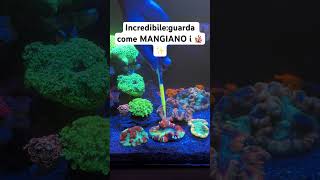 Incredibile: guarda come MANGIANO i coralli! 🪸✨ #acquario #coralli #reef #shorts #pappatime