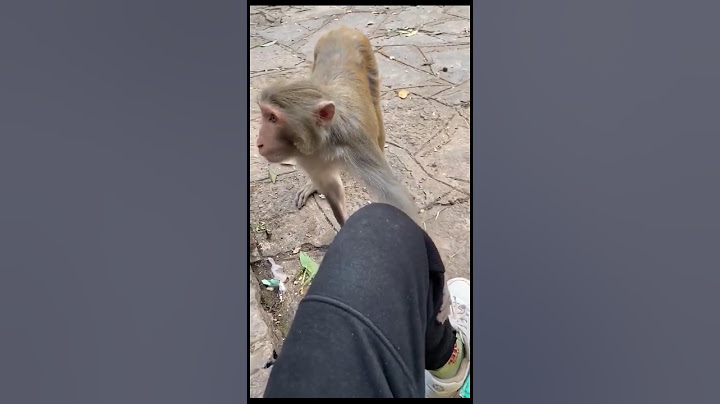 Funny dabbing monkey vai biscuits #shorts #funnydabbing