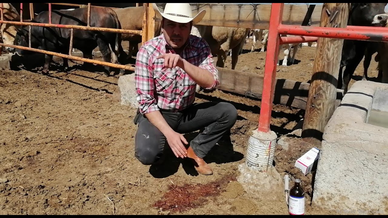 Medicamento para SALVAR a un becerro(a), que traiga diarrea con SANGRE / Reto Texana.