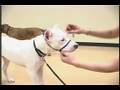 Dog Training Collars & Harnesses : Fitting a Gentle Leader Dog Harness Dog Training Collars & Harnesses : Fitting a Gentle Leader Dog Harness