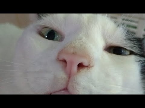 かご猫LIVE配信　210652