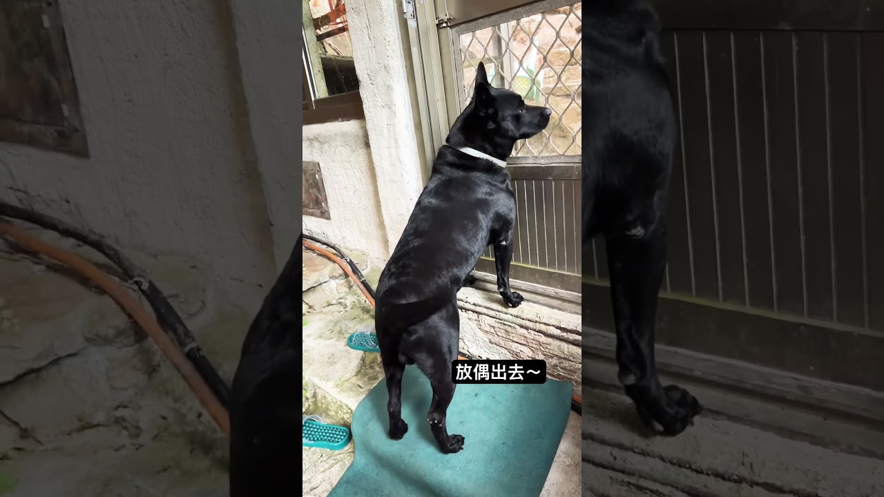 台灣犬手手溝通～放偶出去😂 縮圖