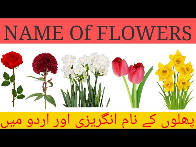 Name Of Flowers In English And Urdu