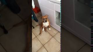 Malko Americain Staff 4Mois