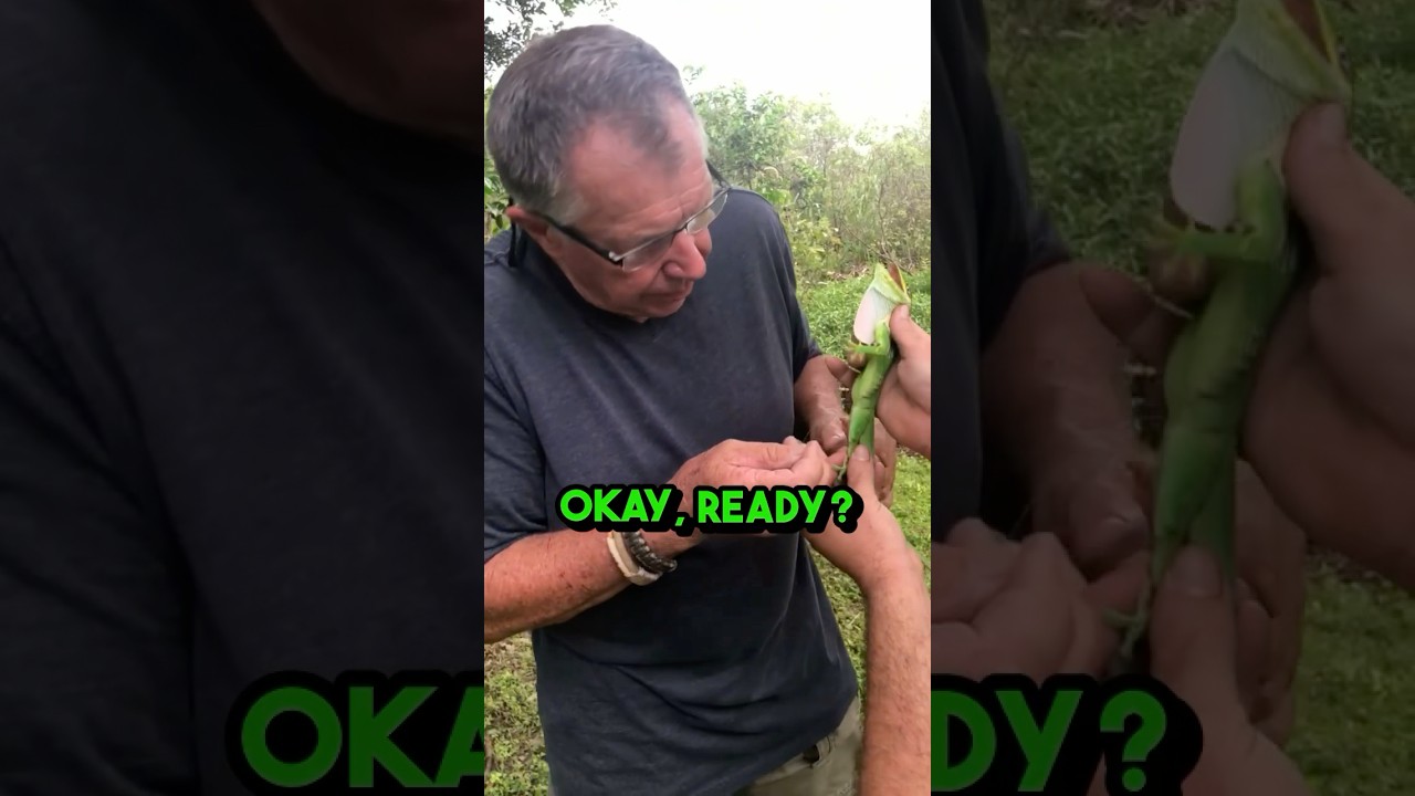 “That’s One Patient Lizard!”  