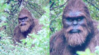 In 1977 China Sent 100 Soldiers Into the Mountains to Hunt Bigfoot. What They Found Terrified Them