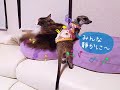 ミーアキャット＆猫　あの手この手でニャンコのもふもふ手に入れるが♥温度差ありすぎ..?