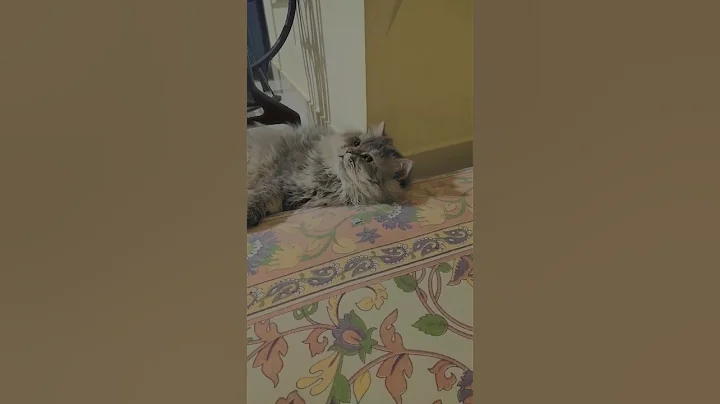 Watch the video about Cute siberian cat playing❤😍 #trending #ytshorts #subscribe #shortsvideo #viral #cat