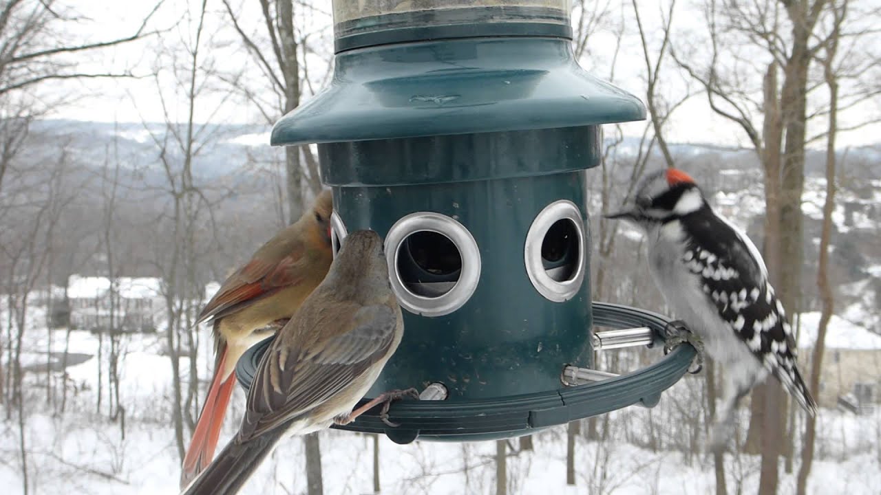bird feeder cam YouTube