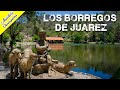Video de Guelatao De Juarez