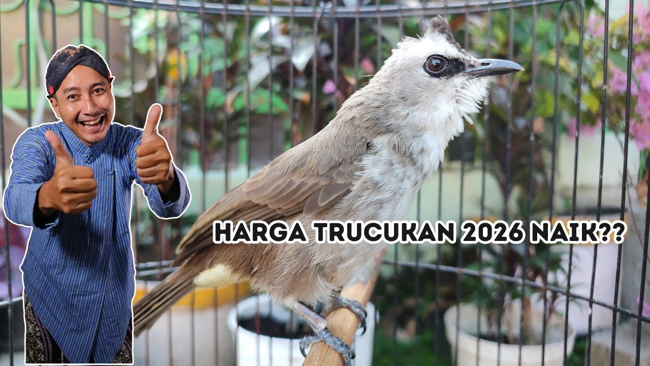 Harga Burung Trucukan Terbaru 2026 | Ombyokan, Gacor, Garuda & Spek Istimewa