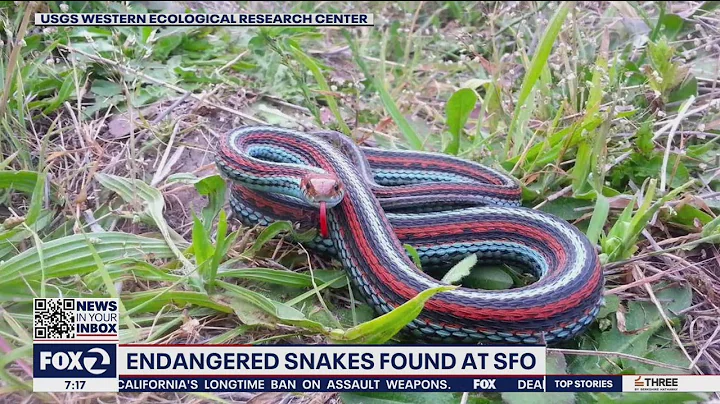 1,300 snakes populate property at San Francisco airport