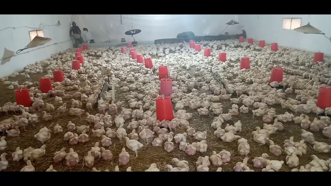 #أحسن_طريقة_لتفادي_أمراض التسممات الفطرية #اليوم_24 من تربية الدجاج 🐣🐥🐤