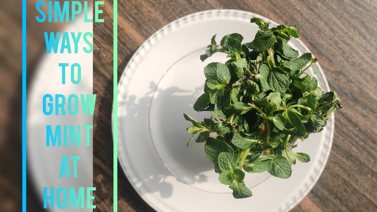 2 easy methods to grow mint ! YouTube